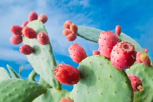 تصویر 1 از خرید نهال کاکتوس رنگی  میوه دار + قیمت فروش استثنایی